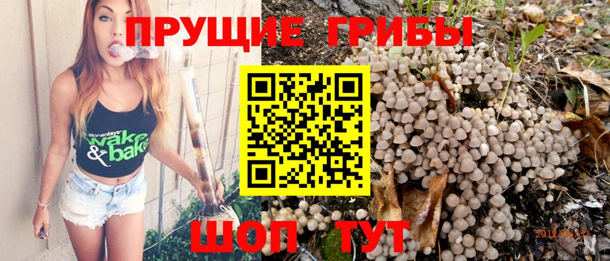 Псилоцибиновые грибы Cubensis Саяногорск